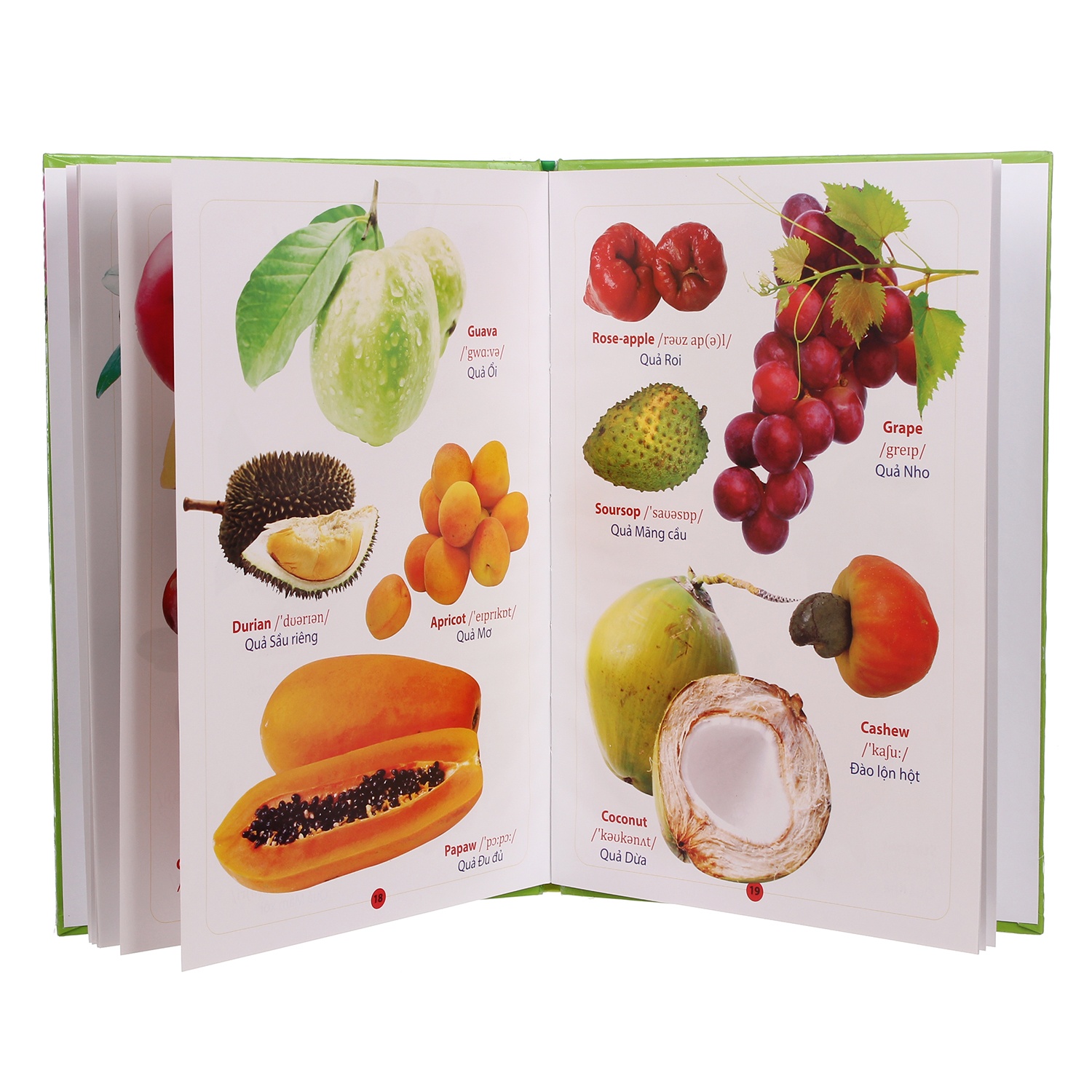 Từ điển Anh - Việt bằng hình hình 2