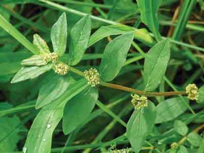 Chữa hăm cho bé hiệu quả bằng các bài thuốc dân gian