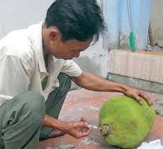 Kinh hãi trái cây được thúc chín bắng hóa chất độc hại