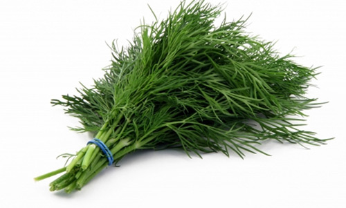 Rau thì là – ‘thần dược’ của mẹ thiếu sữa