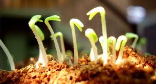 Chuyện kể bé nghe: Ai biết ăn dè