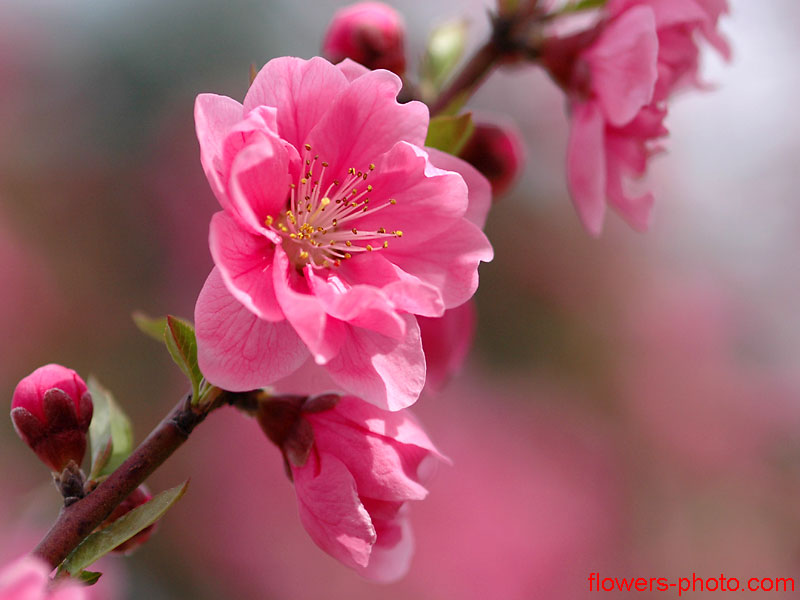 Chọn Hoa chơi ngày Tết