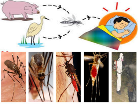 Các cách phòng bệnh viêm não Nhật Bản hiệu quả