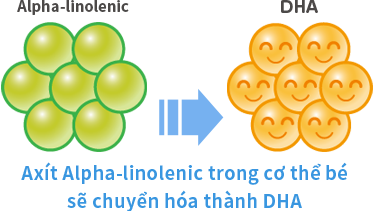 Quá trình chuyển hóa DHA trong sữa Glico