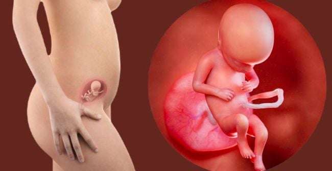 Qua trình phát triển của thai nhi trong bụng mẹ từ đâu đến cuối