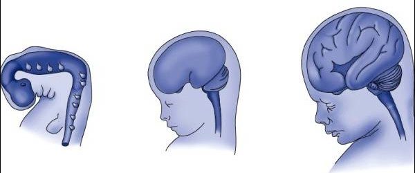 Những giai đoạn phát triển quan trọng của não bộ thai nhi