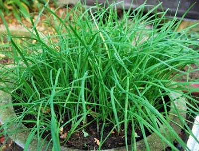 3 bài thuốc dân gian từ lá hẹ chữa ho, sổ mũi cực hiệu quả