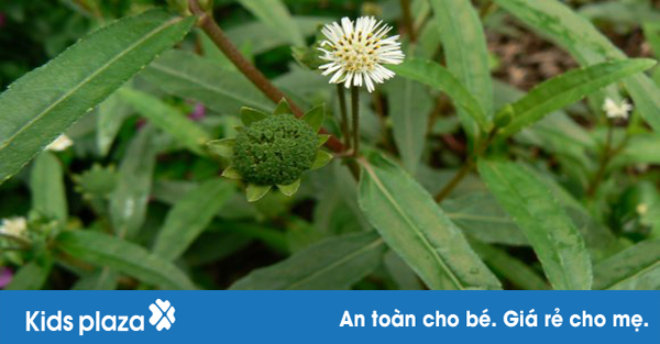 Kết quả bất ngờ từ bài thuốc trị sốt xuất huyết với cây nhọ nồi