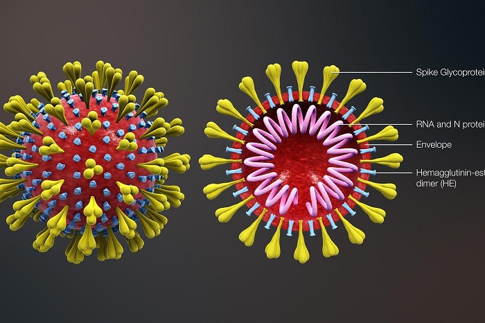 Virus corona