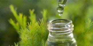 Sở Y tế TP.HCM nêu sáng kiến ngừa virus corona bằng tinh dầu tràm