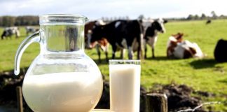 Bé 1 tuổi nên uống sữa thanh trùng hay tiệt trùng?