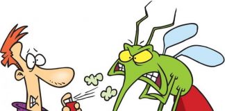 Phòng chống muỗi đốt vào mùa hè