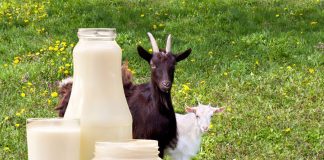 Sữa dê nào tốt nhất hiện nay cho bé? Địa chỉ mua sữa uy tín? sua-de-nao-tot-nhat-hien-nay-1
