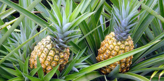 Top những loại trái cây bà đẻ không nên ăn trong giai đoạn cho con bú Top-nhung-loai-trai-cay-ba-de-khong-nen-an-trong-giai-doan-cho-con-bu