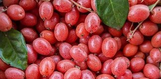 Bà bầu ăn được nhót không? Mẹ bầu thèm nhót đọc ngay kẻo lỡ