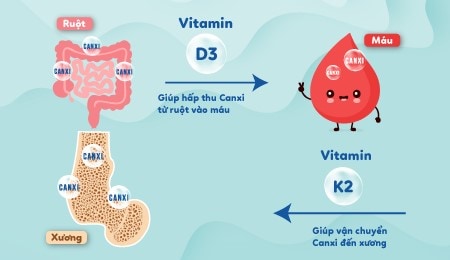 D3-va-D3K2-khac-nhau-nhu-the-nao-3