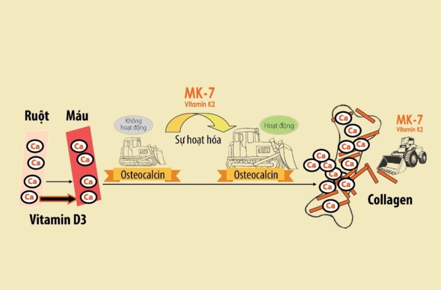 MK7-la-gi-vai-tro-doi-voi-suc-khoe (1)