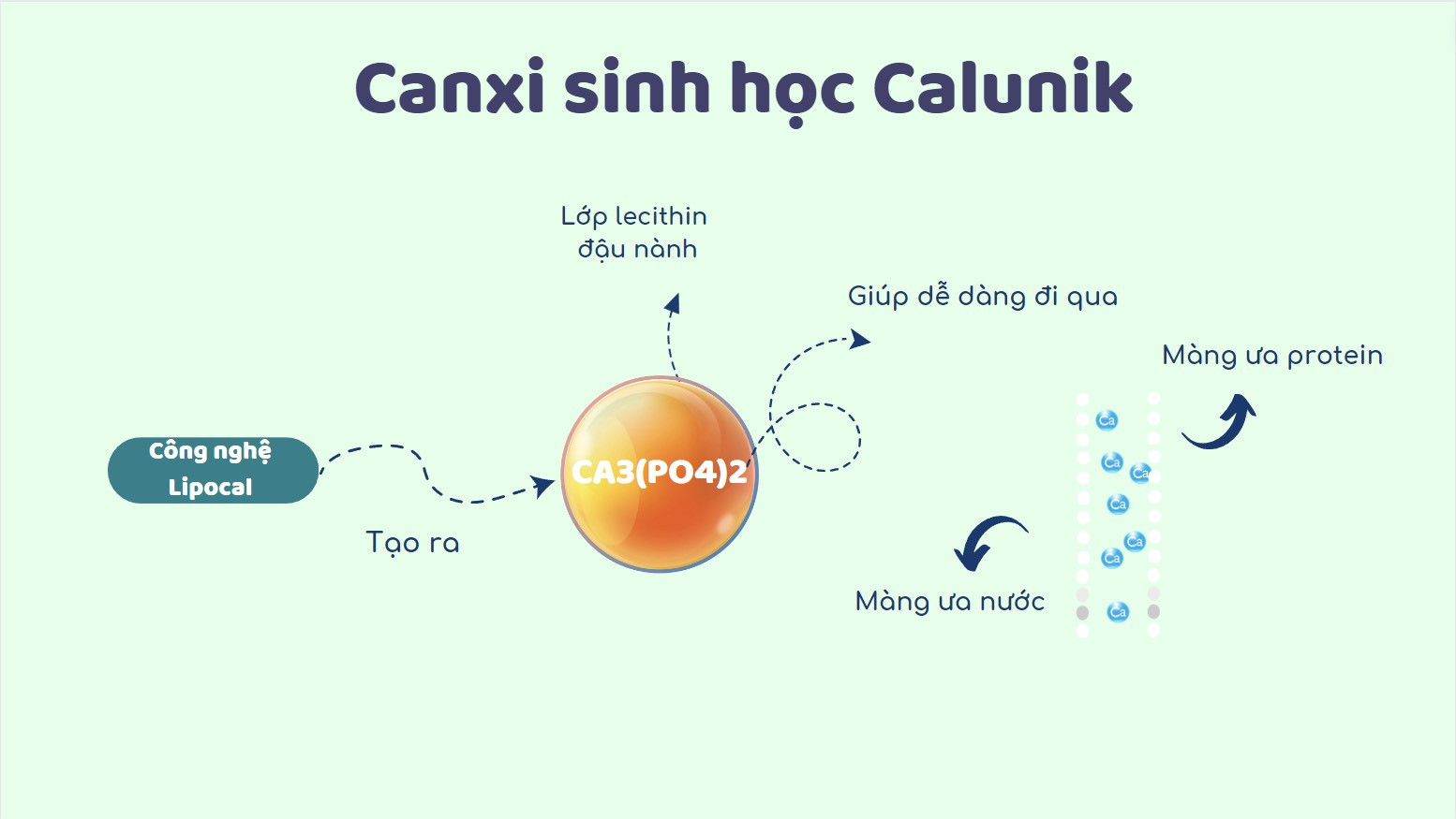 Canxi-sinh-hoc-la-gi-1.jpg