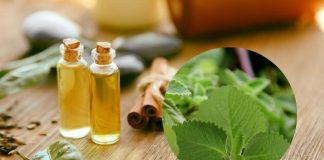 Dầu húng chanh có tác dụng gì? Có nên cho trẻ sơ sinh dùng không?