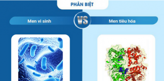 Men vi sinh và men tiêu hóa khác nhau như thế nào? men-vi-sinh-va-men-tieu-hoa-3