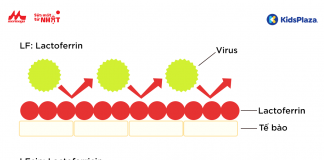 Lactoferrin mang lại sức mạnh tuyệt vời, cảm hứng bắt nguồn từ sữa mẹ