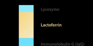 Lactoferrin là gì? Vai trò của Lactoferrin trong tăng cường sức đề kháng cho bé