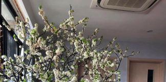 Mách mẹ cách cắm hoa mận nhanh nở, chơi lâu trang trí ngày tết