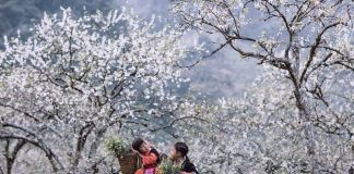 Top 10 địa điểm du xuân đẹp nhất tại Việt Nam dịp Tết