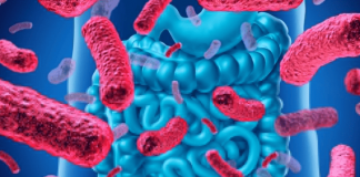 Lợi khuẩn đường ruột là gì? Giải mã bí quyết cân bằng hệ vi sinh đường ruột