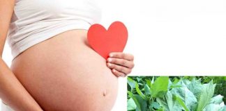 Bà bầu ăn được rau tầm bóp không? Công dụng và lưu ý cần biết ba-bau-co-an-duoc-rau-tam-bop-khong