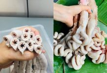 Giải đáp: lòng se điếu có phải dồi trường không?