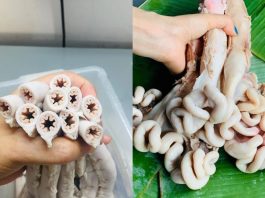 Giải đáp: lòng se điếu có phải dồi trường không?