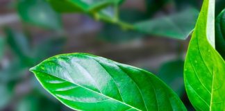 Lá mít có tác dụng gì? Cách chữa tắc tia sữa bằng lá mít cực hiệu nghiệm cach-chua-tac-tia-sua-bang-la-mit-3