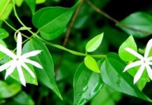 Chè vằng tác dụng tuyệt vời cho mẹ sau sinh – Lợi sữa và giảm cân hiệu quả