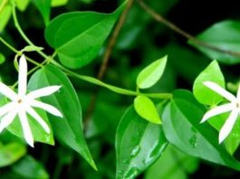 Chè vằng tác dụng tuyệt vời cho mẹ sau sinh – Lợi sữa và giảm cân hiệu quả