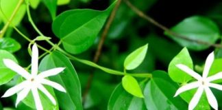 Chè vằng tác dụng tuyệt vời cho mẹ sau sinh – Lợi sữa và giảm cân hiệu quả