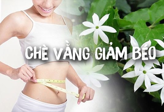 Nên uống chè vằng vào lúc nào là tốt nhất? Có nên uống thường xuyên?