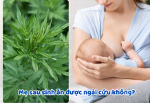 Mẹ sau sinh ăn được ngải cứu không? Có làm mất sữa không? sau-sinh-an-duoc-ngai-cuu-khong