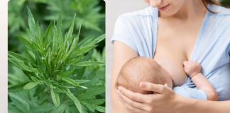 Mẹ sau sinh ăn được ngải cứu không? Có làm mất sữa không? sau-sinh-an-duoc-ngai-cuu-khong