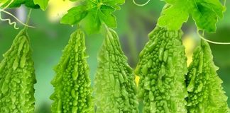 Giải đáp: Mẹ sau sinh ăn mướp đắng có mất sữa không? sau-sinh-an-muop-dang-co-mat-sua-khong-2