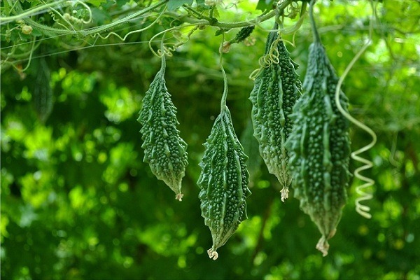 sau-sinh-an-muop-dang-co-mat-sua-khong-3