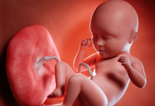 Tuần bao nhiêu thì siêu âm thấy nhau bám mặt trước? Tuan-bao-nhieu-thi-sieu-am-thau-nhau-bam-mat-truoc-2