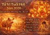 Tử vi tuổi Hợi năm 2026: Có nên thay đổi công việc, đầu tư?