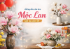 Hướng dẫn cắm hoa mộc lan tươi lâu đón Tết