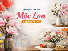 Hướng dẫn cắm hoa mộc lan tươi lâu đón Tết