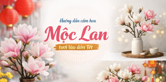 Hướng dẫn cắm hoa mộc lan tươi lâu đón Tết