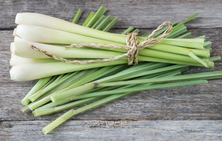 cach-khu-mui-am-moc-trong-nha-8