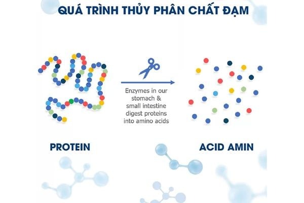 dam-thuy-phan-la-gi