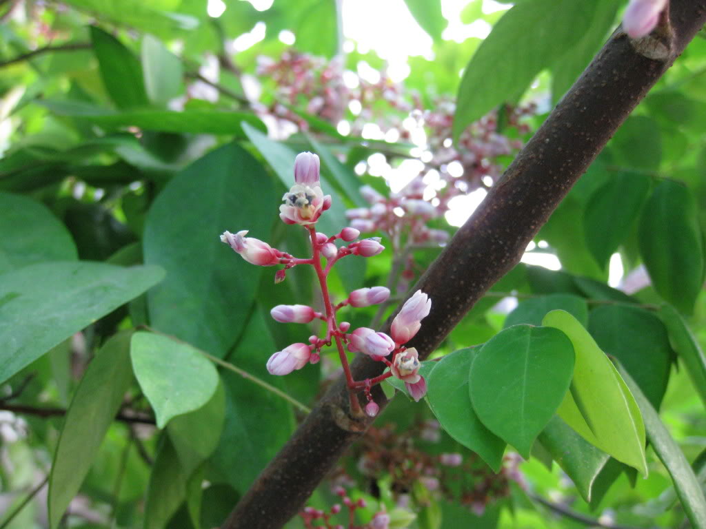 Tắm lá khế cho bé sơ sinh